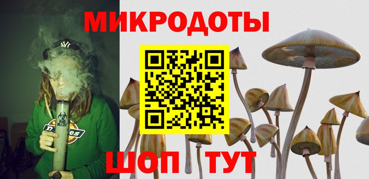 Псилоцибиновые грибы Psilocybe Кудымкар